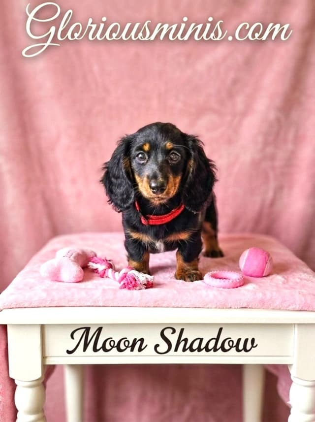 Mini Dachshund GloriousMinis.com puppies  Ready to go Home TODAY media 4