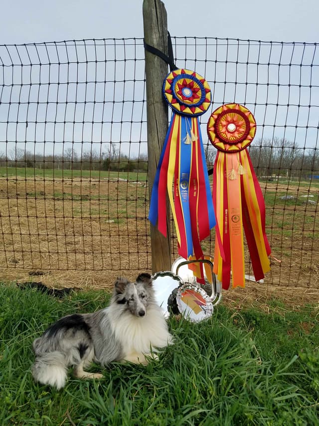 Working Shetland Sheepdog Puppies media 2