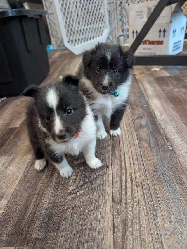 Working Shetland Sheepdog Puppies media 3
