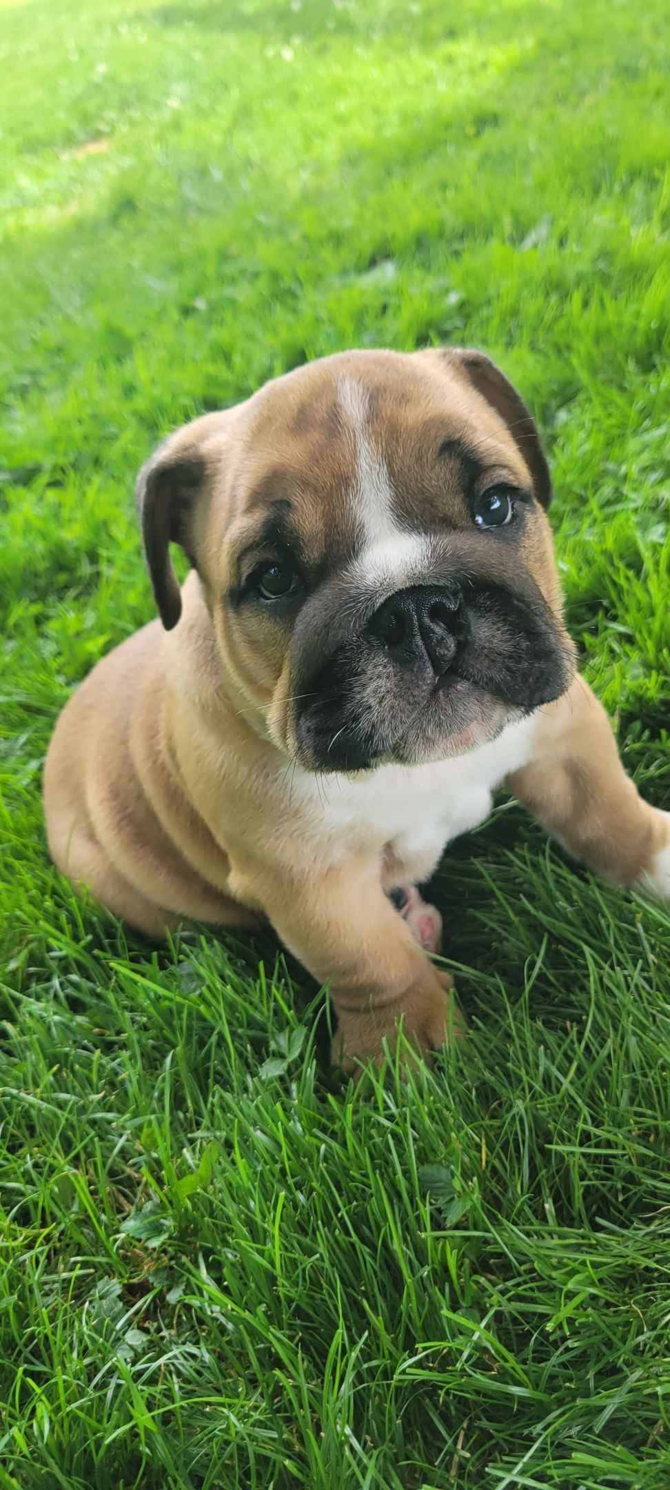 Boxer Puppies breeder image 1