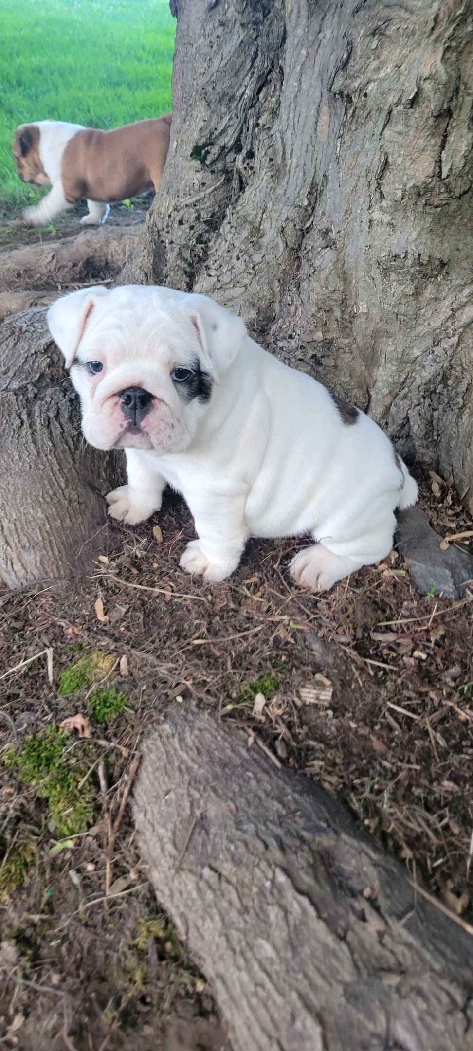 Boxer Puppies breeder image 2