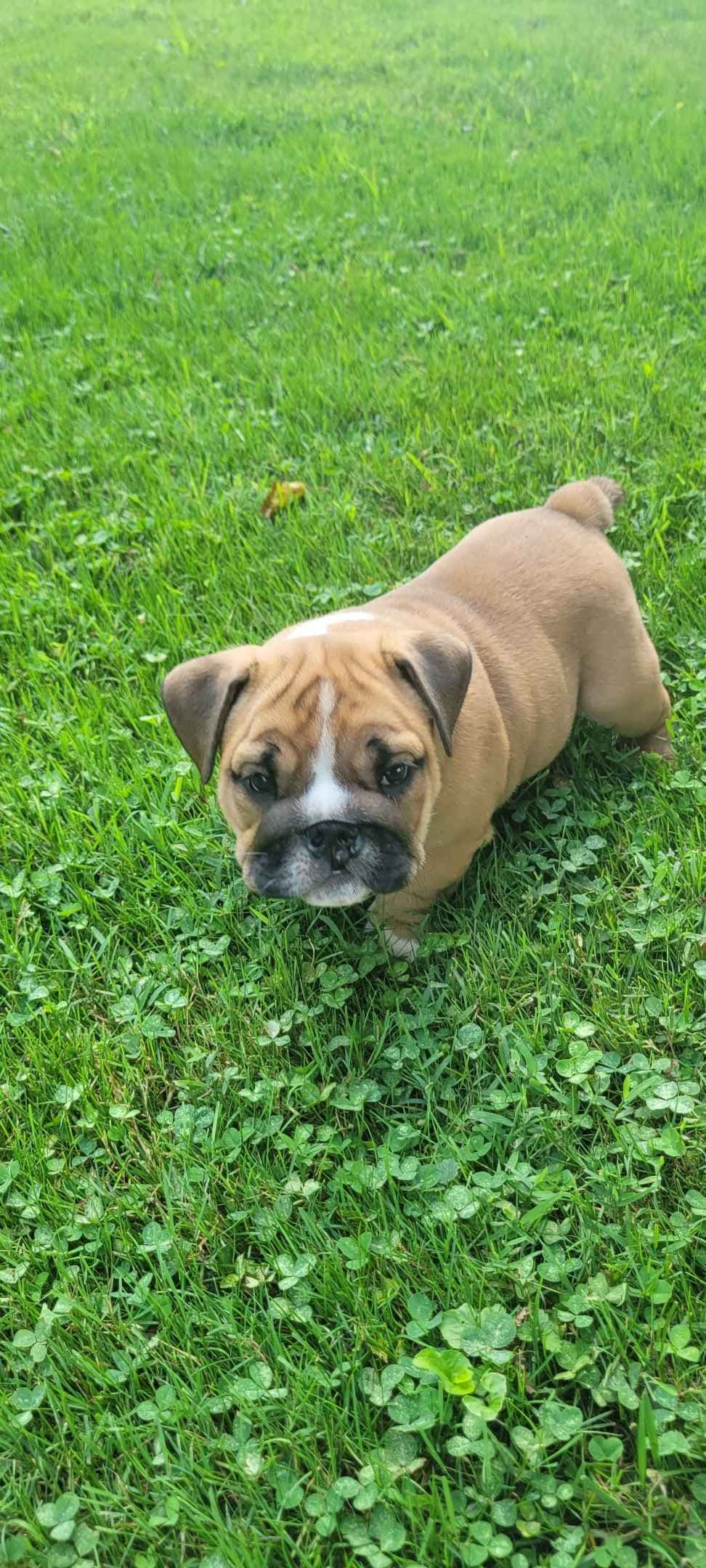 Boxer Puppies breeder image 3