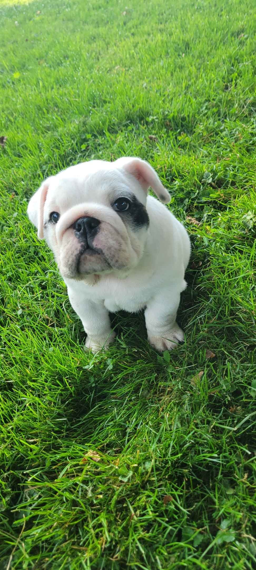 Boxer Puppies breeder image 4