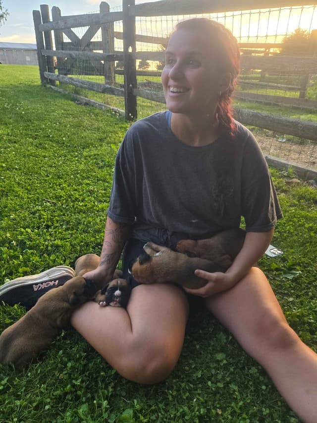 Boxer Puppies media 3