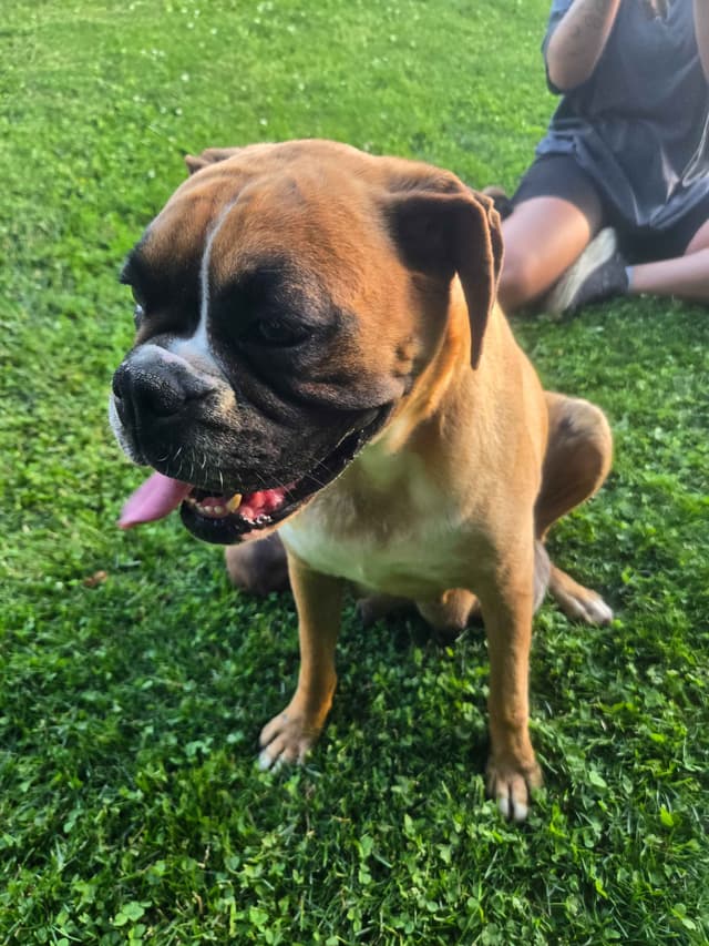 Boxer Puppies media 4
