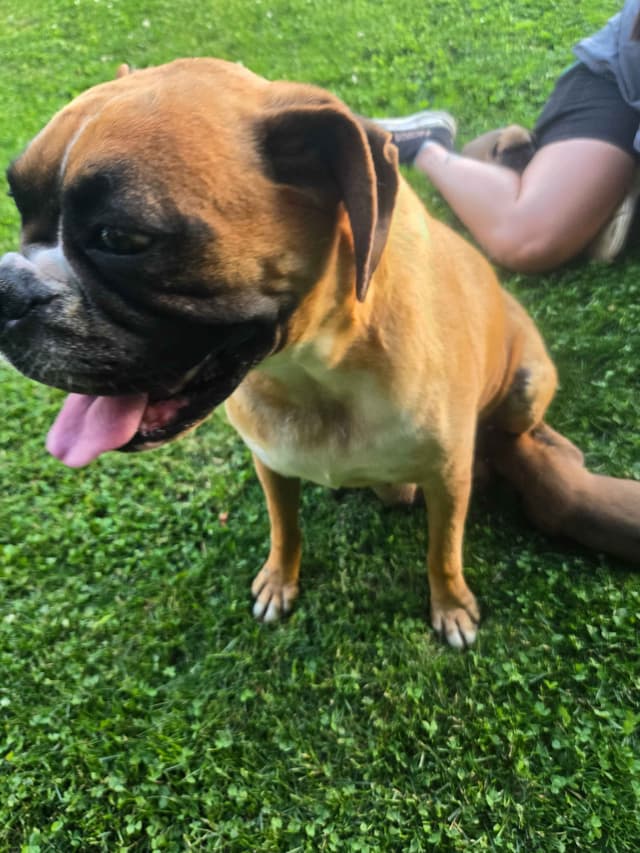 Boxer Puppies media 8