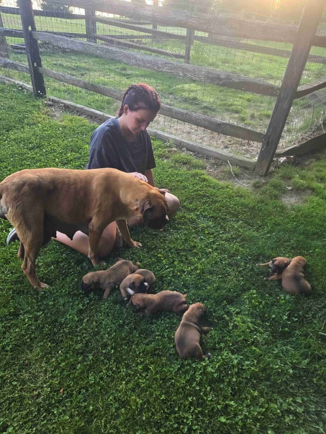 Boxer Puppies media 9