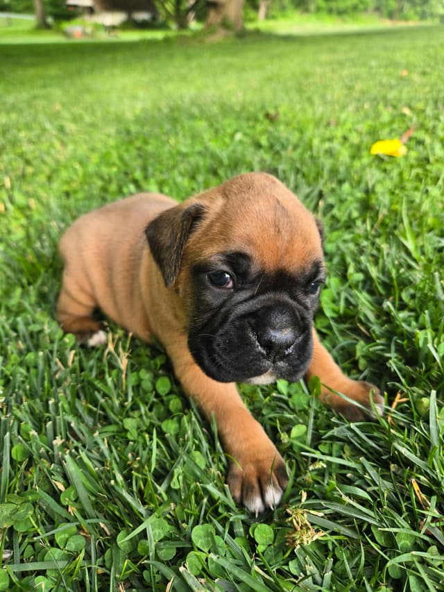 Boxer Puppies media 12