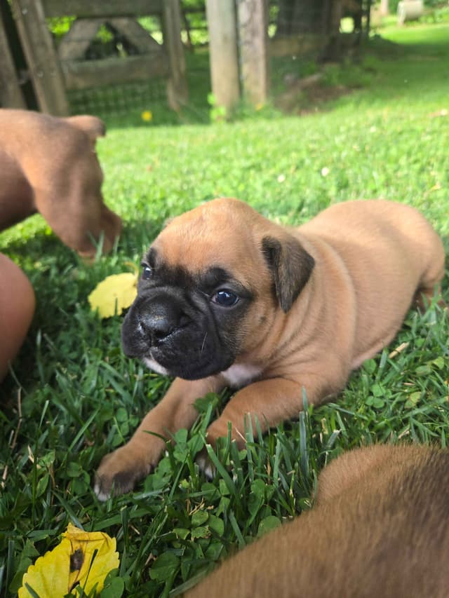 Boxer Puppies media 10