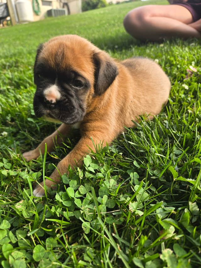 Boxer Puppies media 11