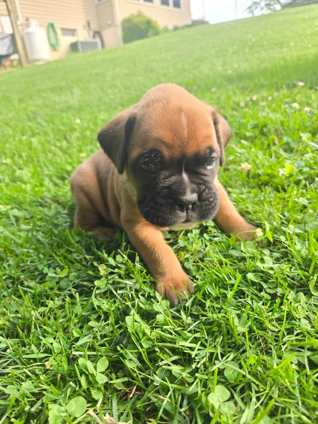 Boxer Puppies media 14