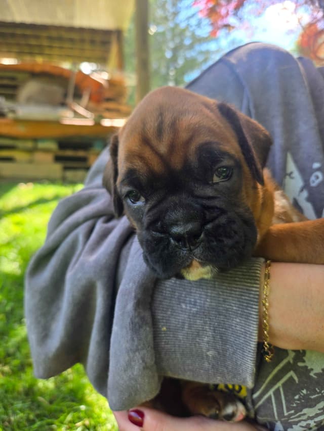 Boxer Puppies media 15