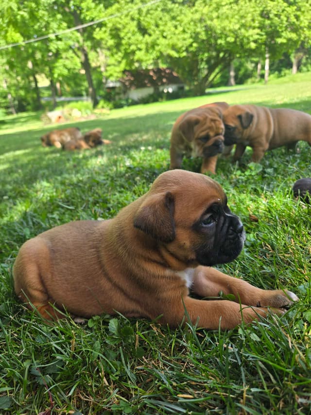 Boxer Puppies media 16