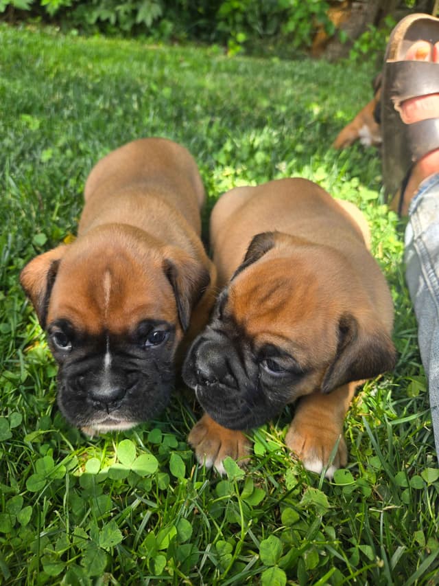 Boxer Puppies media 17