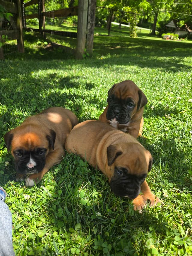 Boxer Puppies media 18