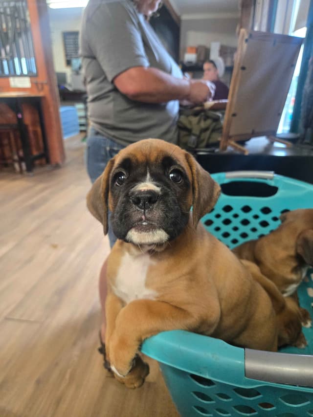 Boxer Puppies media 19