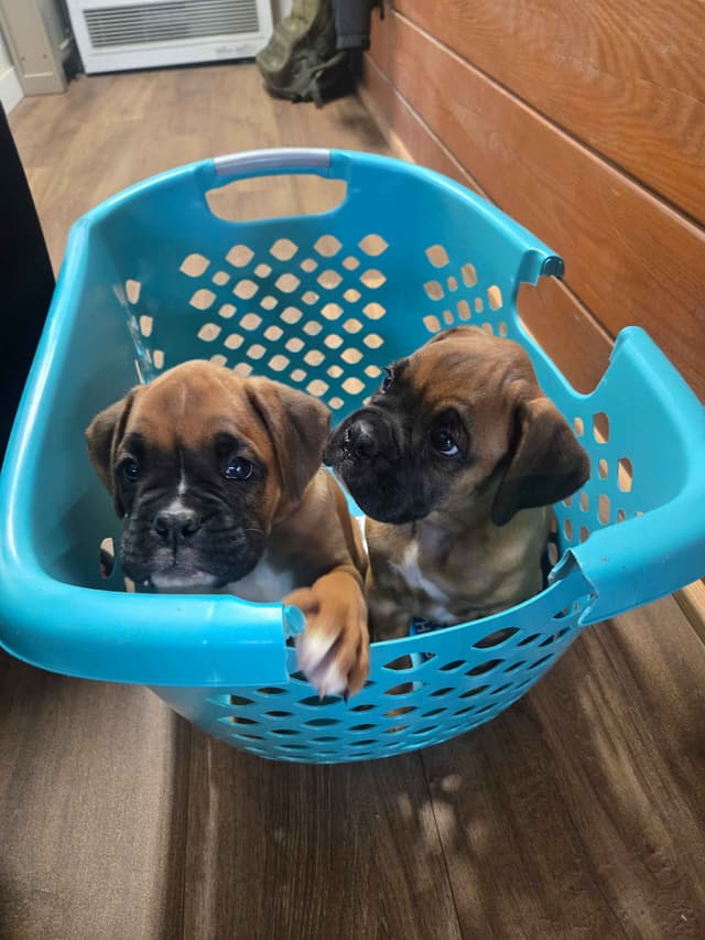 Boxer Puppies media 2