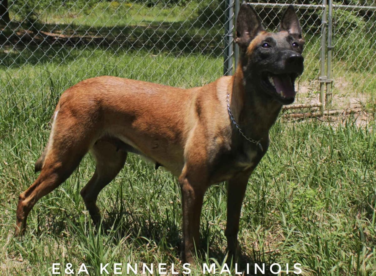 Quality Belgian Malinois puppies breeder image 1