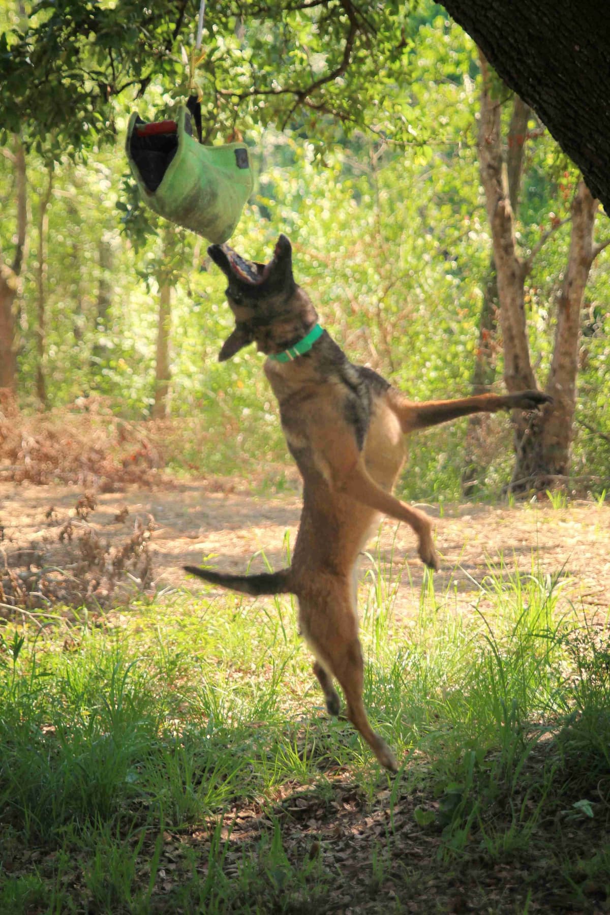 Quality Belgian Malinois puppies breeder image 3