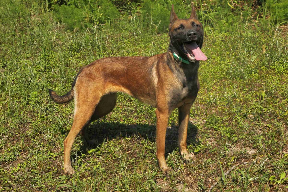 Quality Belgian Malinois puppies breeder image 4