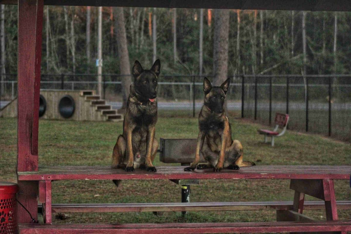 Quality Belgian Malinois puppies breeder image 5