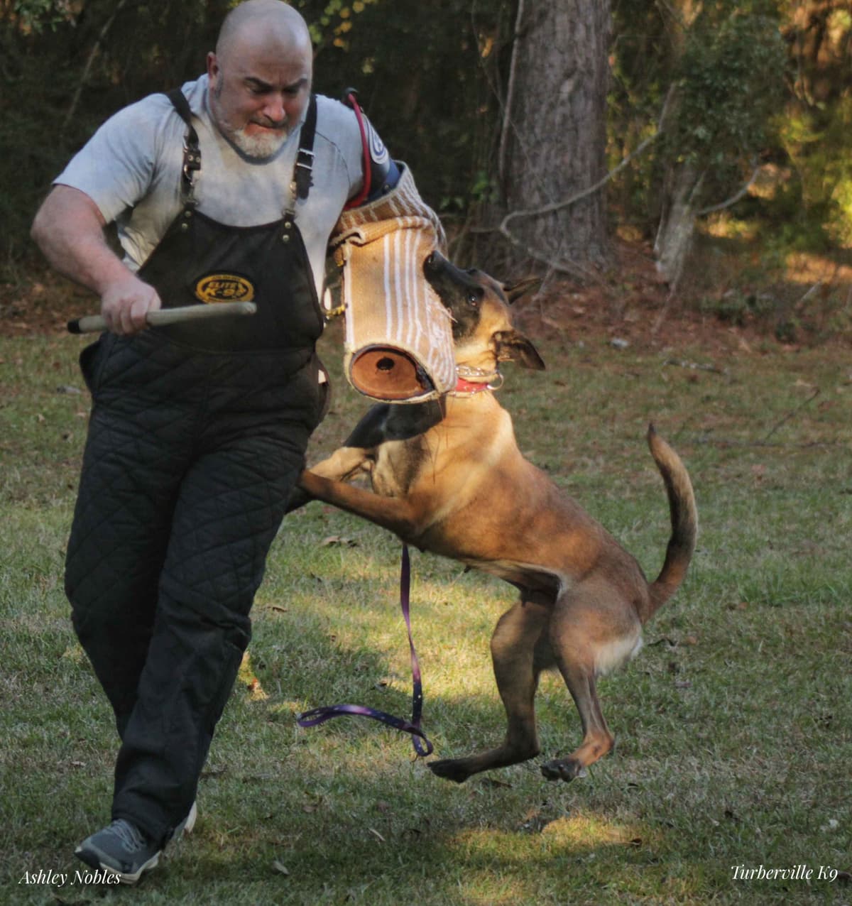 Quality Belgian Malinois puppies breeder image 7
