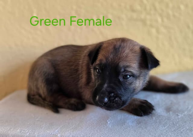 Quality Belgian Malinois puppies media 3