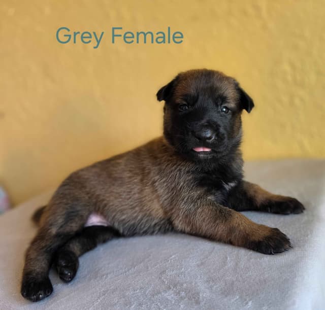 Quality Belgian Malinois puppies media 4