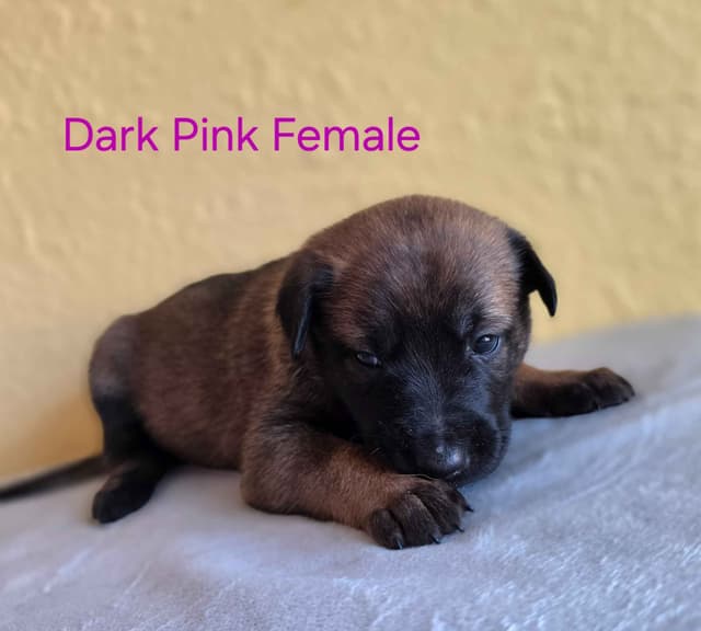 Quality Belgian Malinois puppies media 5