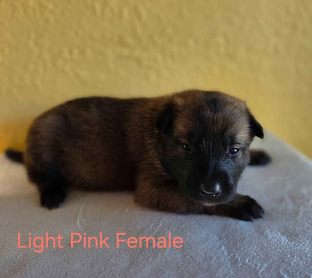 Quality Belgian Malinois puppies media 6