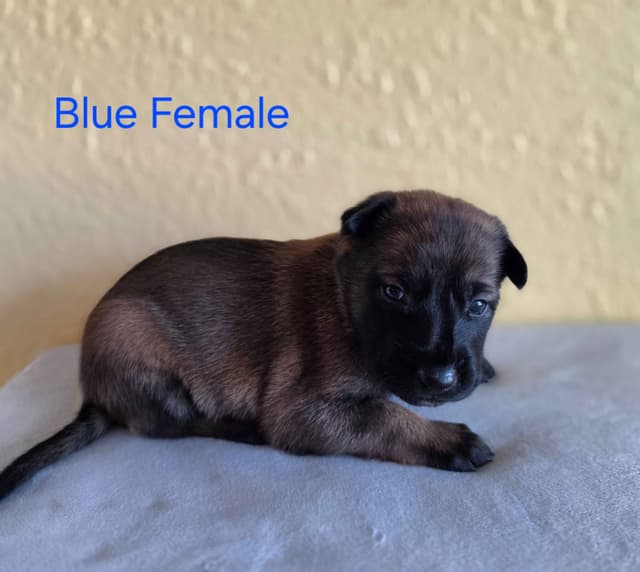 Quality Belgian Malinois puppies media 8