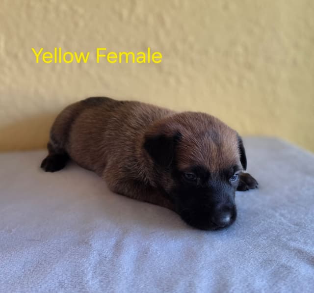 Quality Belgian Malinois puppies media 7