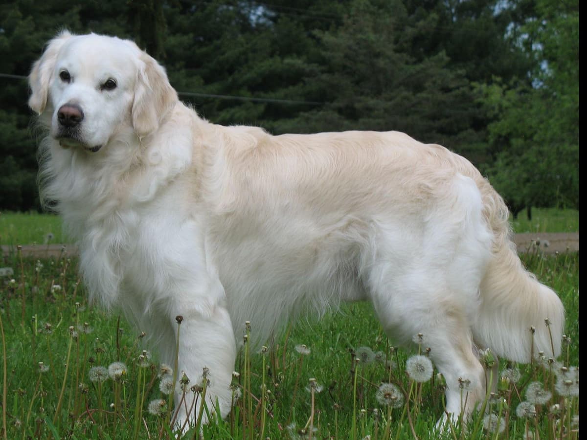 Golden Retriever Puppies breeder image 1