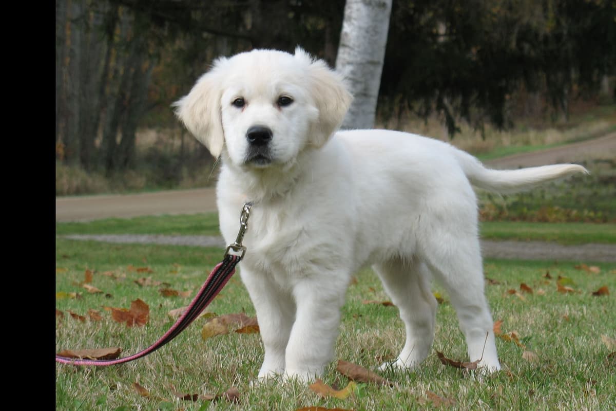 Golden Retriever Puppies breeder image 4