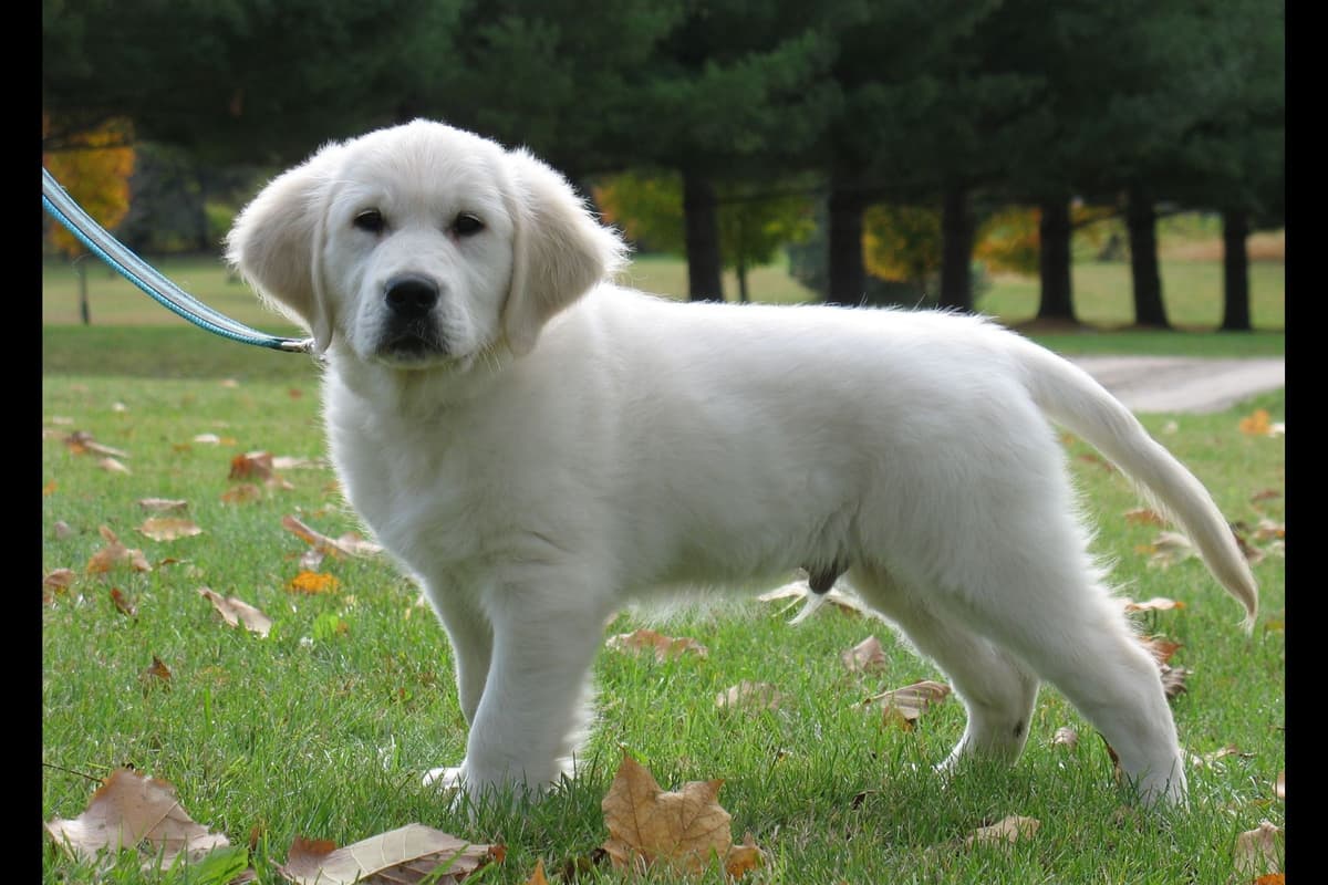 Golden Retriever Puppies breeder image 3