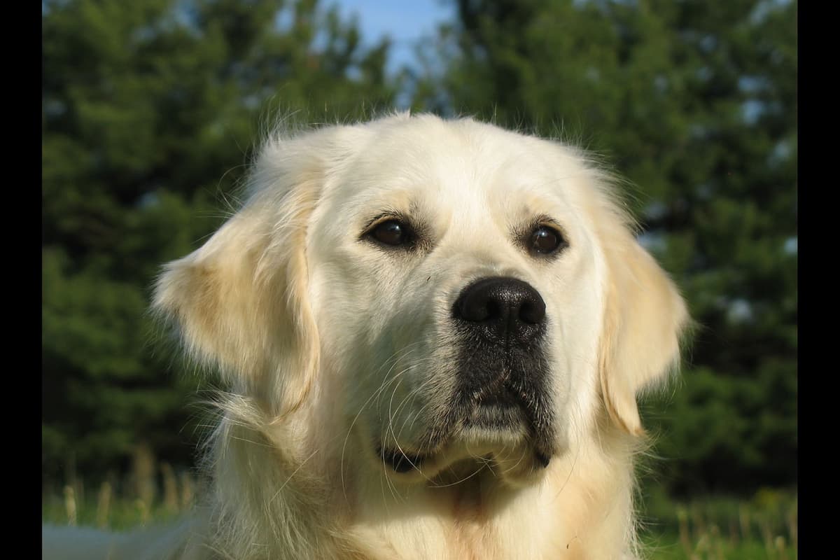 Golden Retriever Puppies breeder image 2