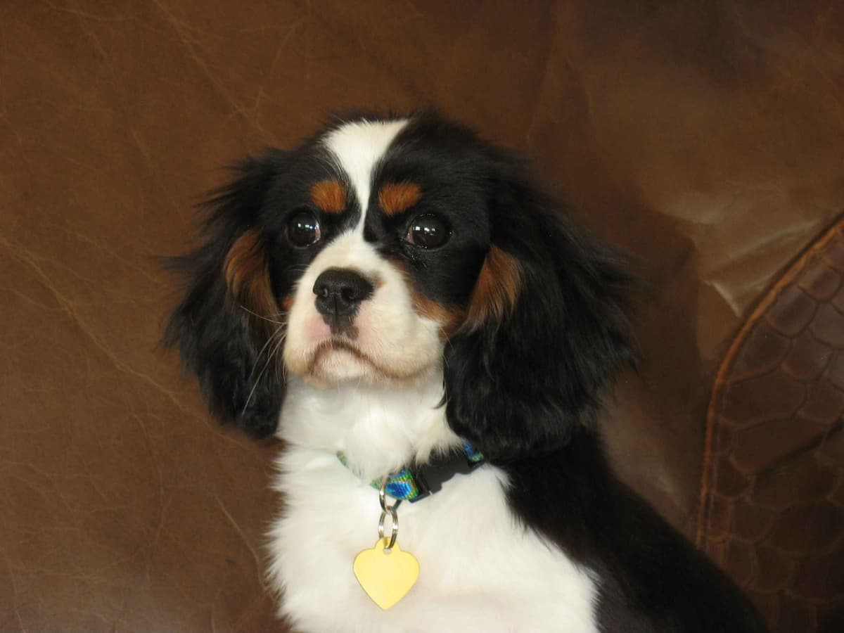 Golden Retriever Puppies breeder image 5