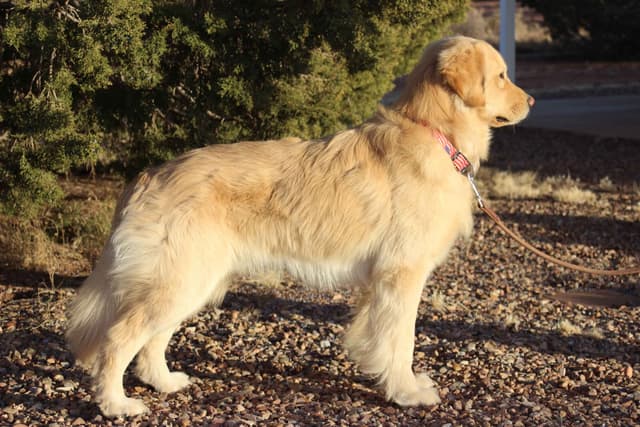 Golden Retriever Puppies media 2