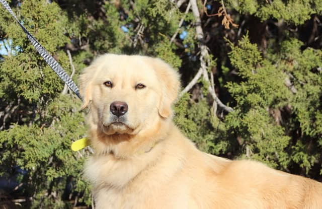 Golden Retriever Puppies media 3