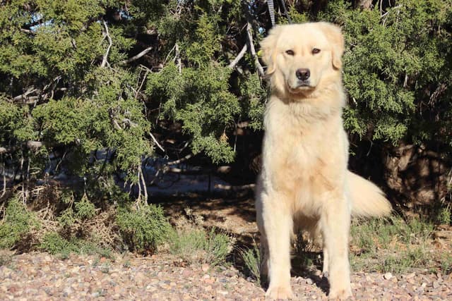 Golden Retriever Puppies media 4