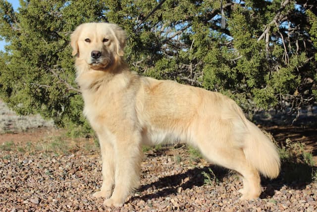Golden Retriever Puppies media 5