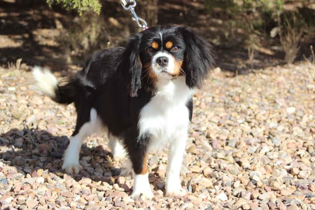 Cavalier King Charles Spaniel Puppies media 7