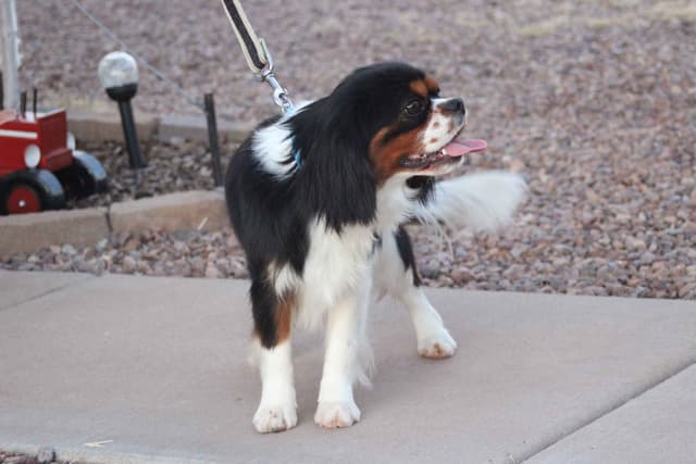 Cavalier King Charles Spaniel Puppies media 11
