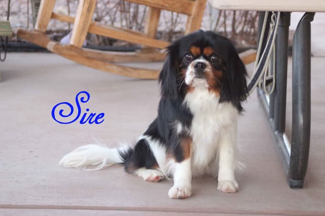 Cavalier King Charles Spaniel Puppies media 10