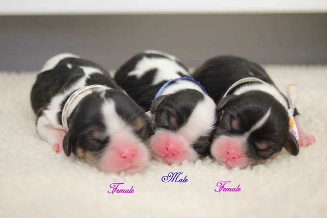 Cavalier King Charles Spaniel Puppies media 13