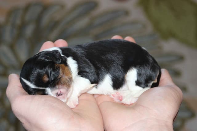 Cavalier King Charles Spaniel Puppies media 14