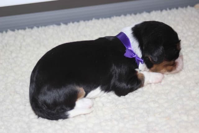 Cavalier King Charles Spaniel Puppies media 15