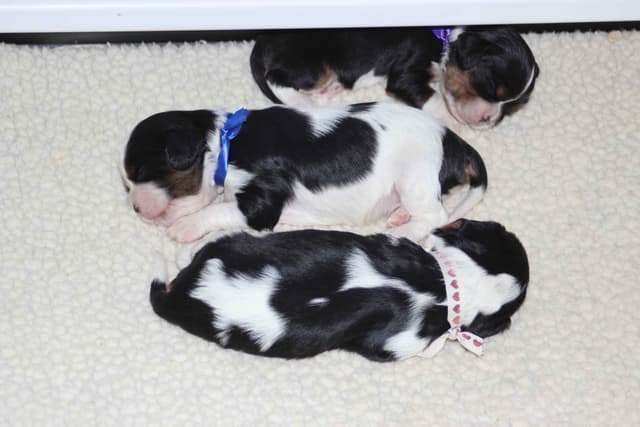 Cavalier King Charles Spaniel Puppies media 16