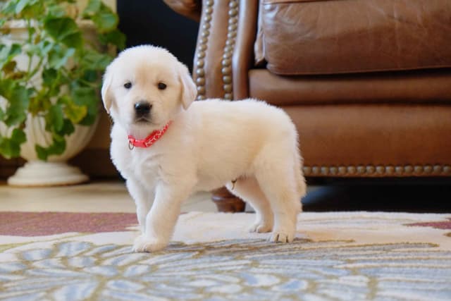 Golden Retriever Puppies media 10