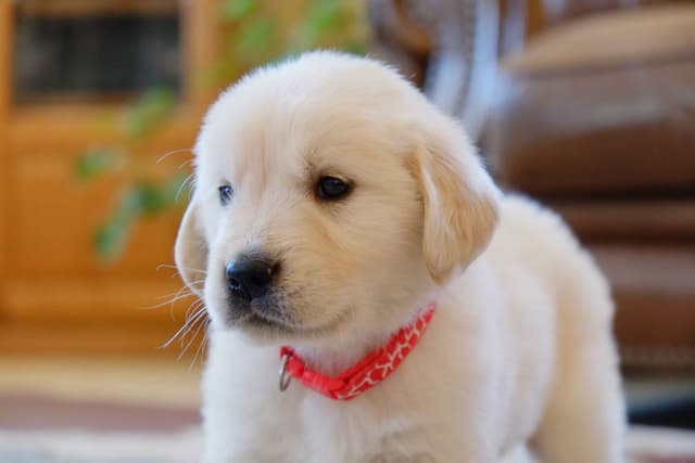 Golden Retriever Puppies media 11